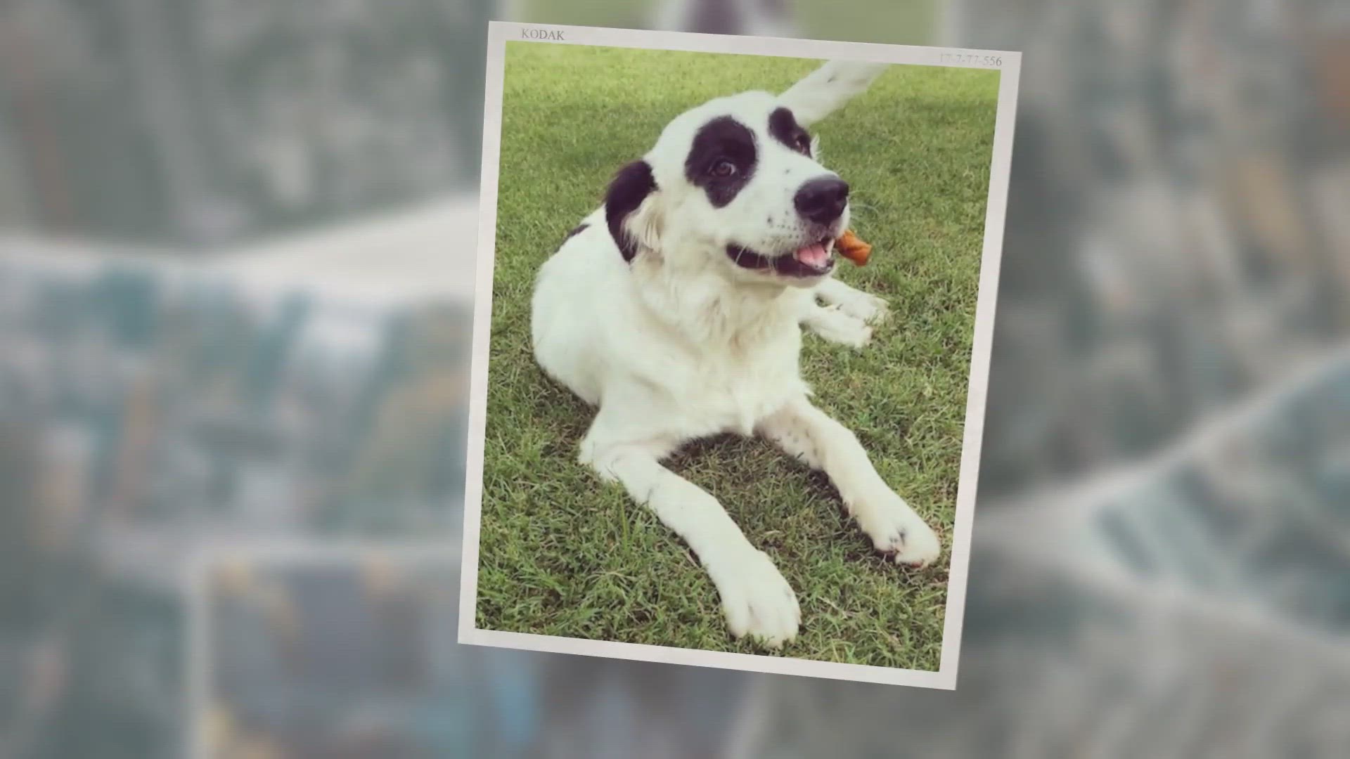 Video thumbnail for Great Pyrenees Pitbull Mix aka Pyrenees Pit