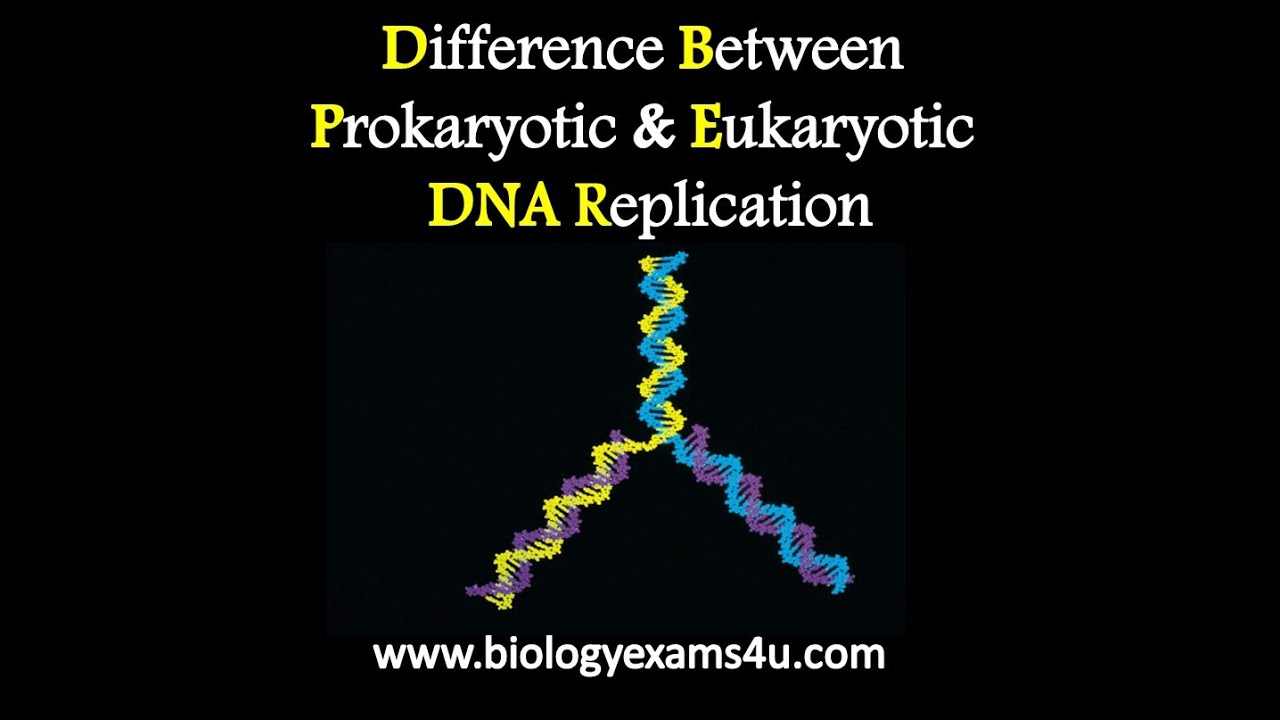 Video thumbnail for Difference Between Prokaryotic and Eukaryotic DNA replication