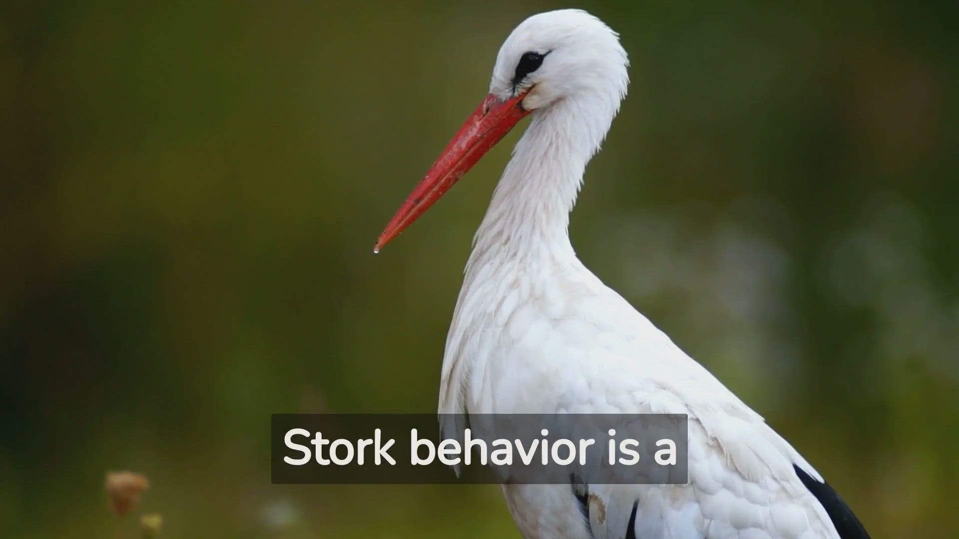 'Video thumbnail for Glimpse Into How Storks Behave'