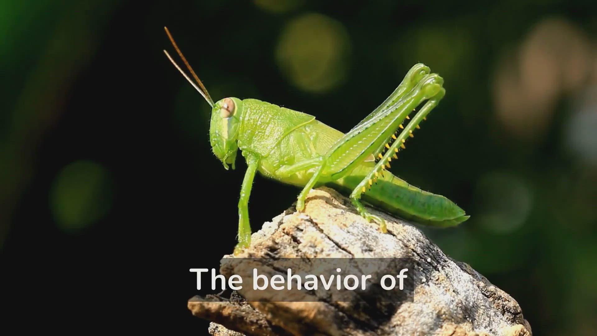 'Video thumbnail for Grasshopper Gossip: Get the Scoop on Their Behavior!'