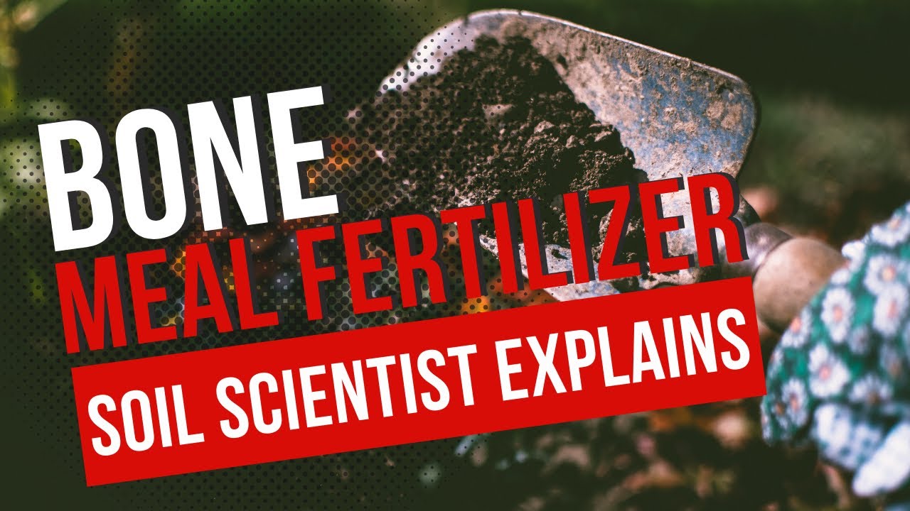 'Video thumbnail for How To Use Bone Meal Fertilizer. Does Bone Meal Stop Blossom End Rot? Is Bone Meal A Complete Fert?'