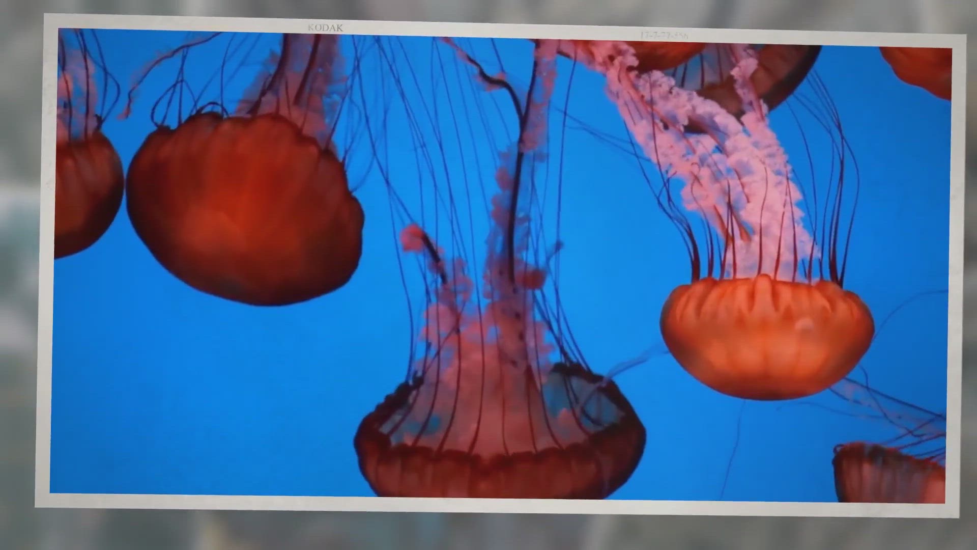 Video thumbnail for Granrojo