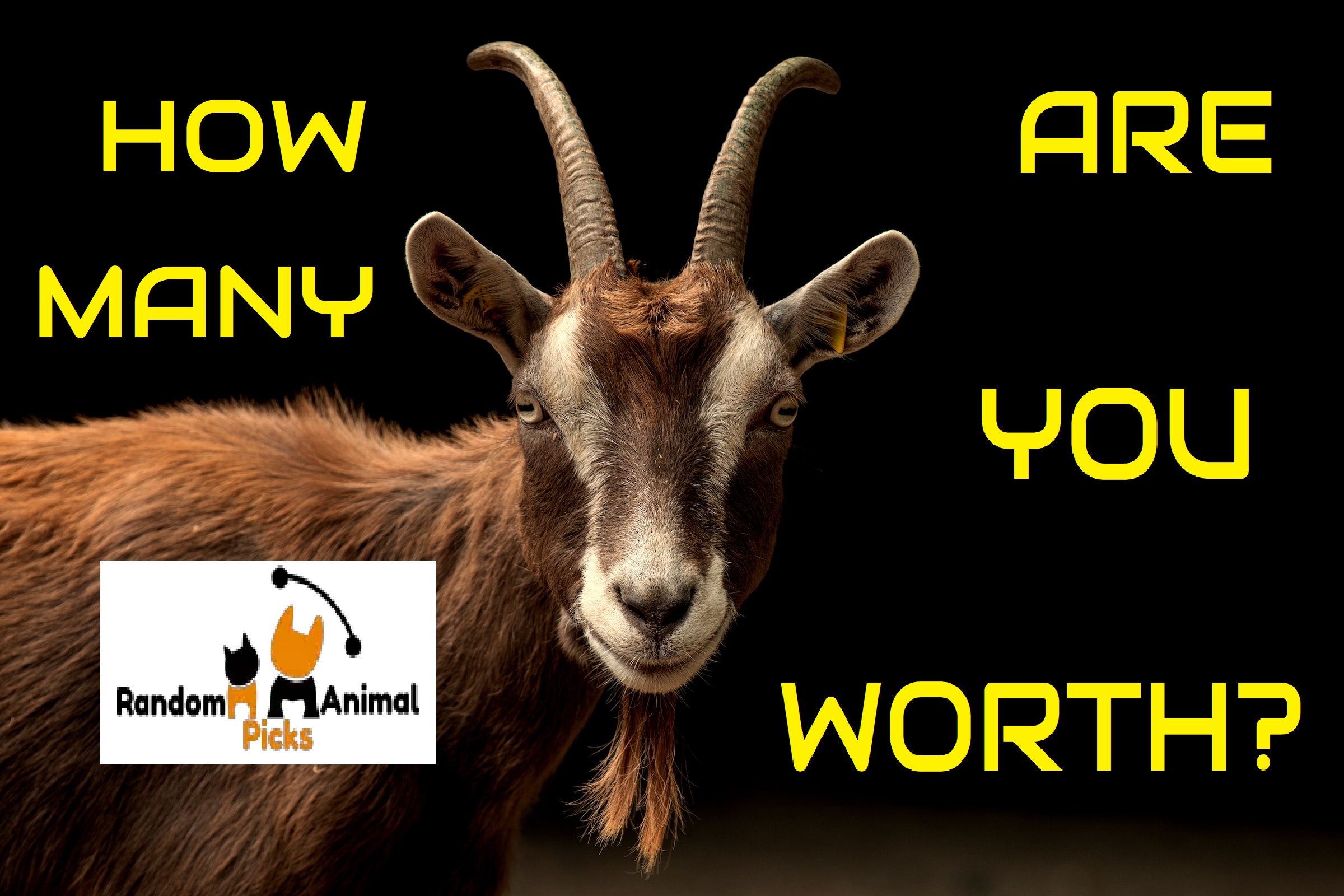 'Video thumbnail for How Many Goats Am I Worth? Video to Assess Your Goat Value! (UPDATE 2023) – Random Animal Picks'