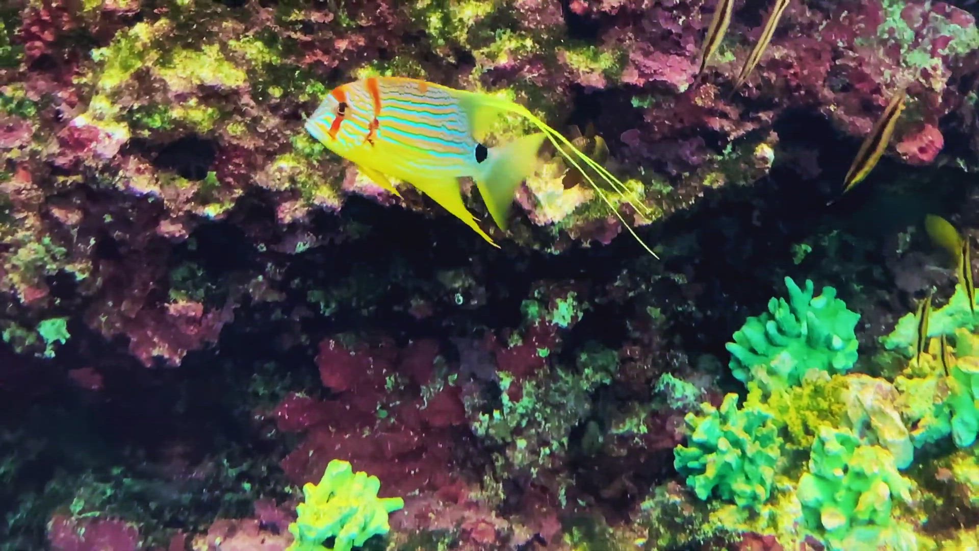 'Video thumbnail for Blue –lined sea bream Symphorichthys spilurus'