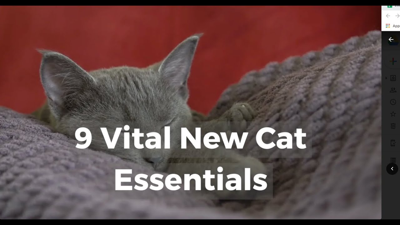 Video thumbnail for 9 Vital New Cat Essentials