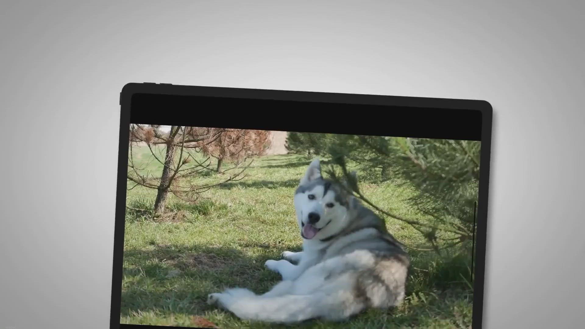 Video thumbnail for How To Get A Husky To Stop Whining? – 3 Wonderful Tips Exposed!