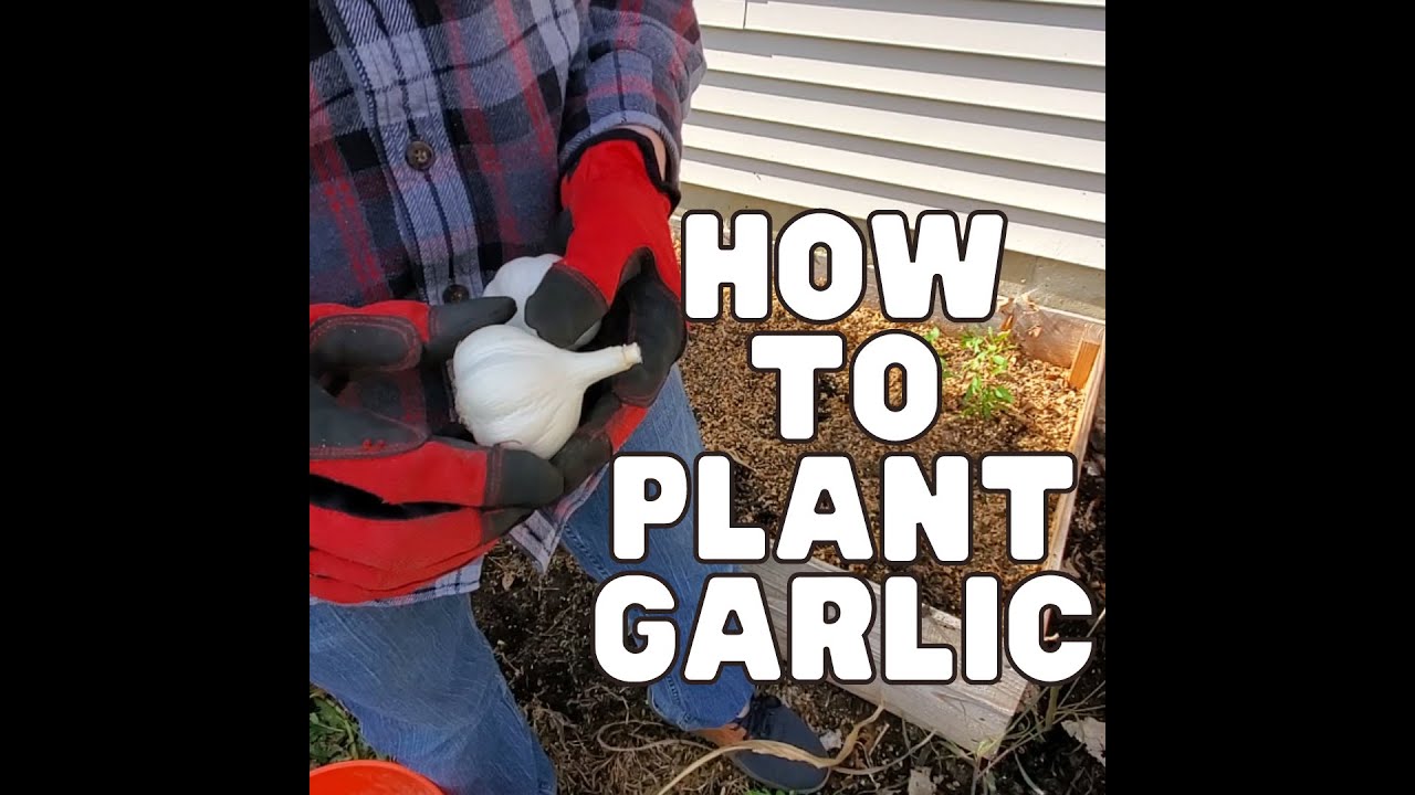 Video thumbnail for How to Plant Garlic in Your Raised Garden Bed