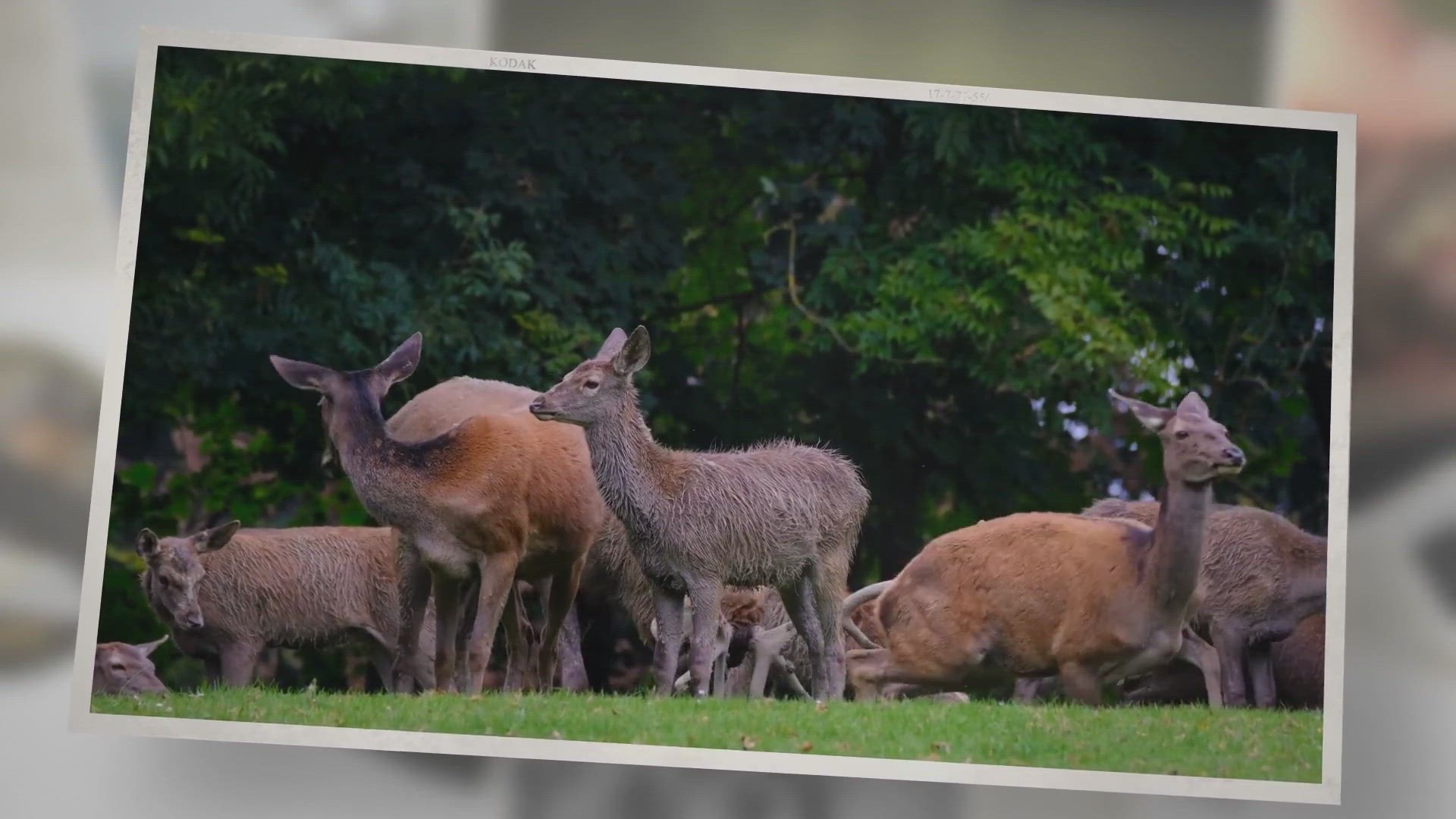 Video thumbnail for The Top 5 Deer Calls For 2021 Reviewed