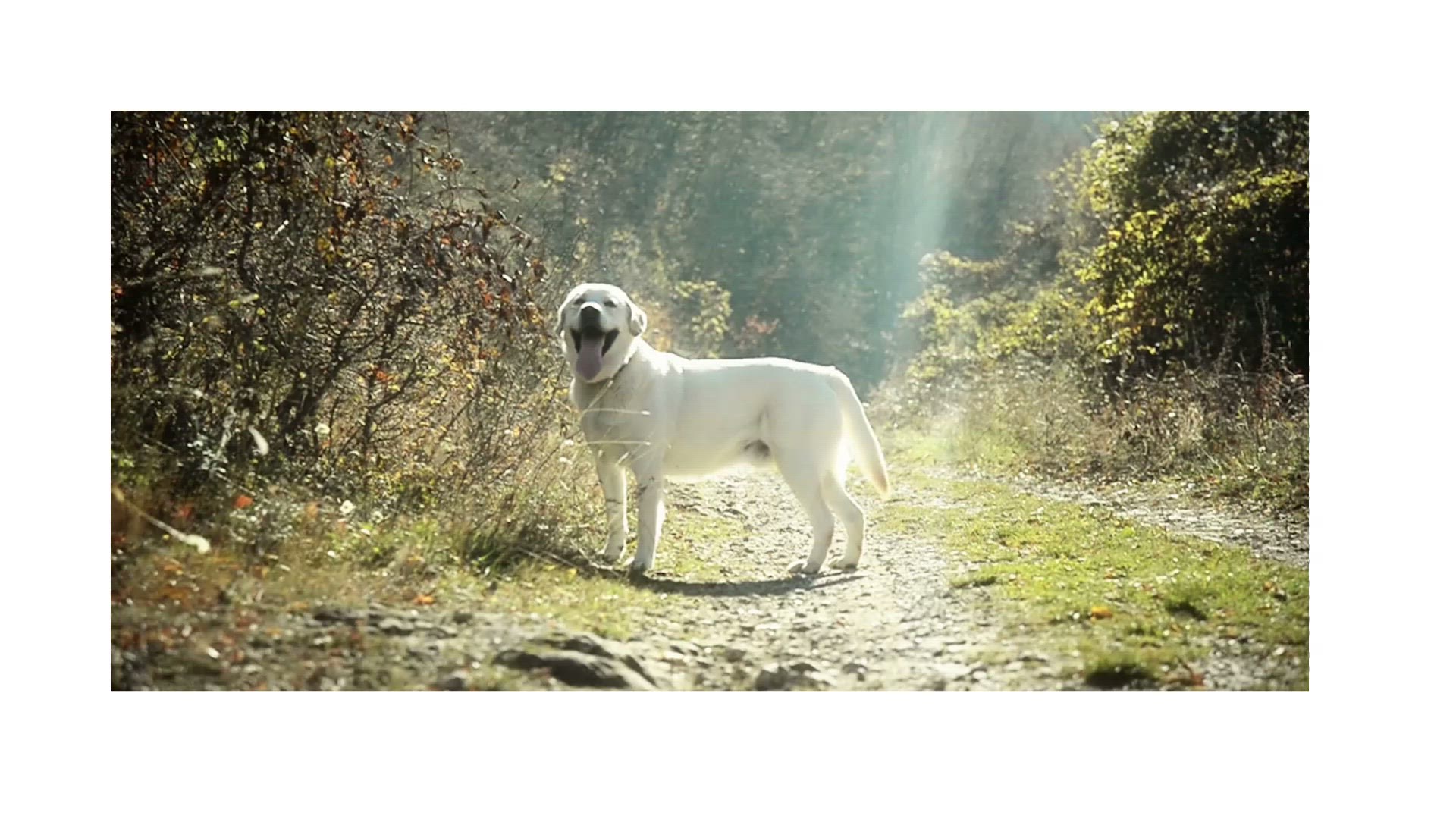 Video thumbnail for My Labrador Has Dandruff - Must Learn This!
