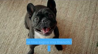 Video thumbnail for French bulldog in heat period pants