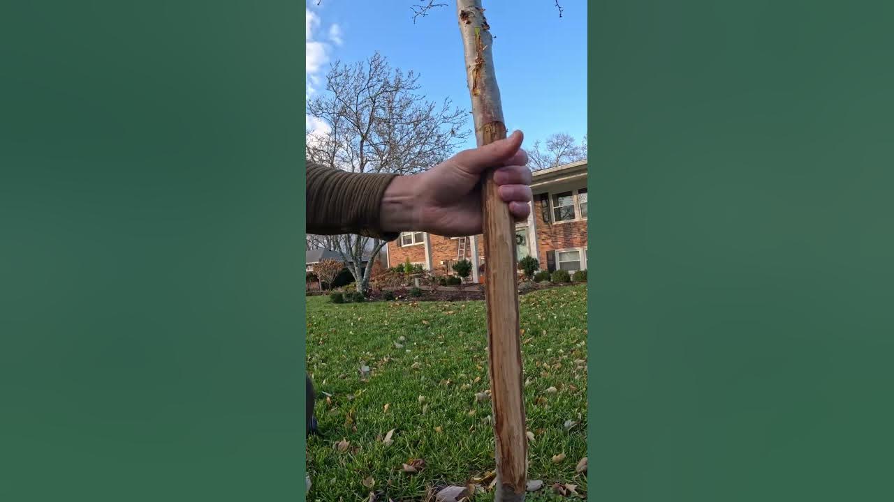 'Video thumbnail for How To Fix & Prevent Deer Damage To Trees'