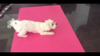 Video thumbnail for Django’s wearing a cone of shame so I’ll get Mum while she’s lunging instead! 😈 #maltesepuppies