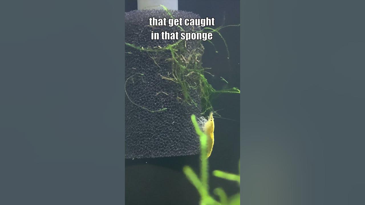 Video thumbnail for Yellow Neocaridina Shrimp Eating Filter Intake Sponge #redcherryshrimp #javamoss