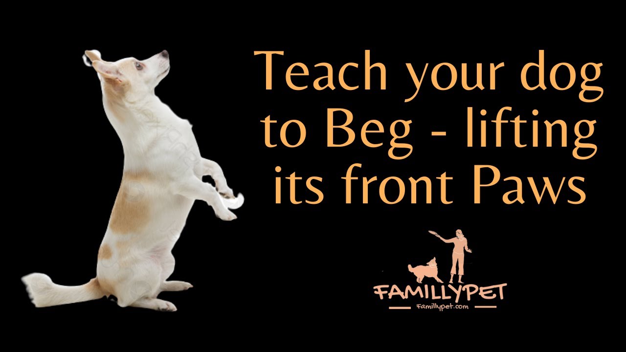 'Video thumbnail for Dog training Tricks : Teach your dog Begging - lifting its front paws'