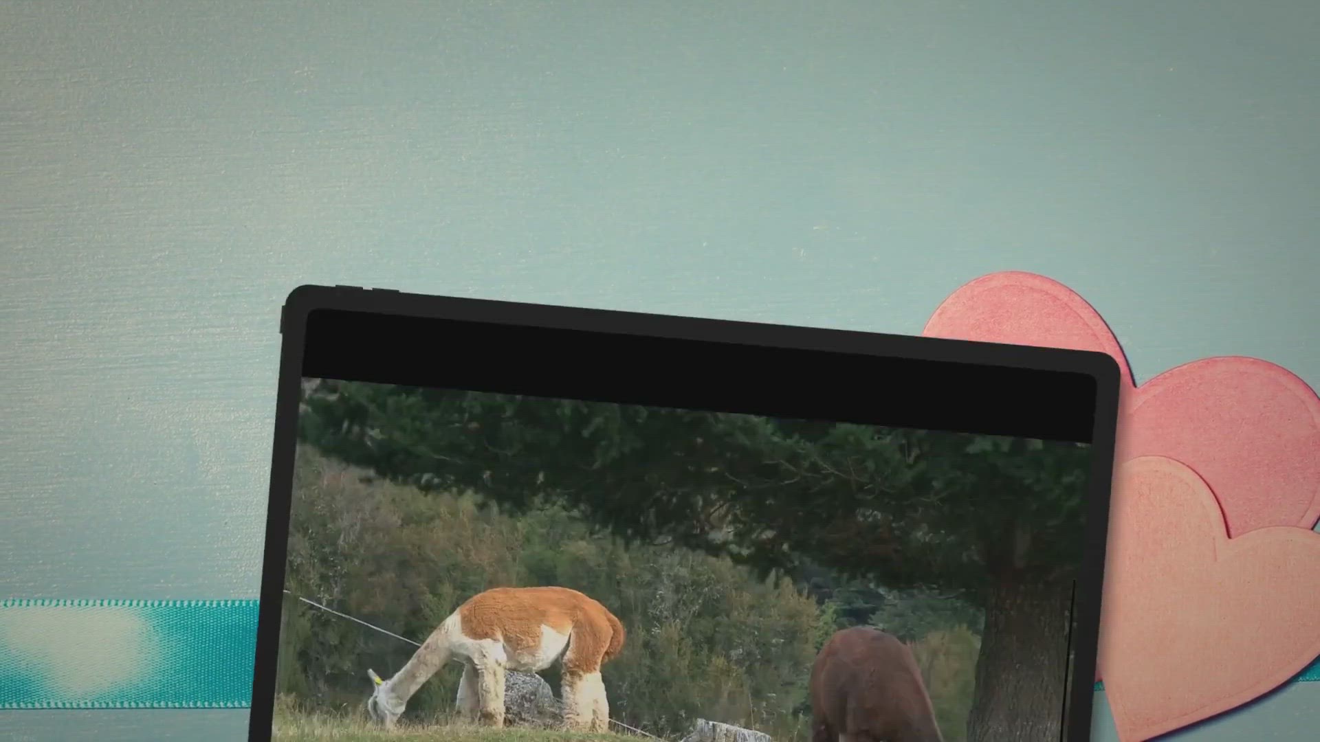 Video thumbnail for Alpaca vs. Angora: Price, Sustainability & Features Compared