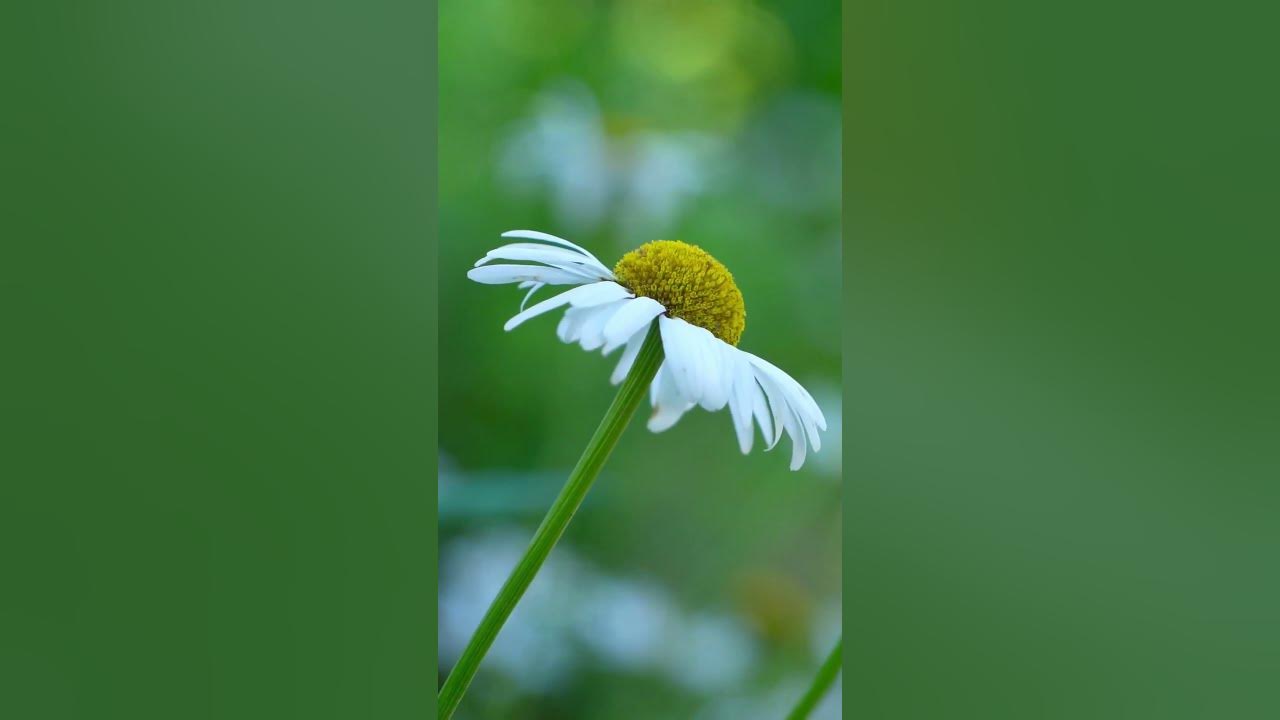 'Video thumbnail for Best Herbs Mixes for Maximum Health Benefits #shorts'