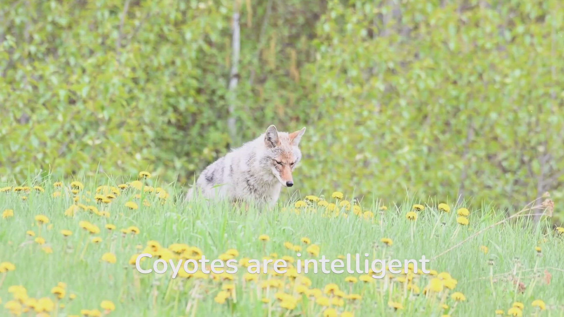 'Video thumbnail for A Wild Look Into Coyote Habits'