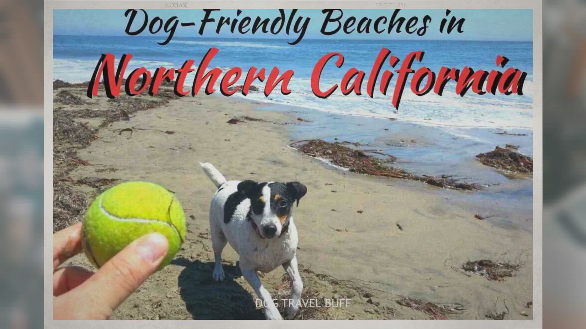 Video thumbnail for 14 Best Dog-Friendly Beaches in Northern California