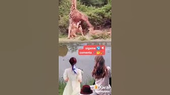 Video thumbnail for Atak mortal Kombat #africawildlife 🔥😱#shorts