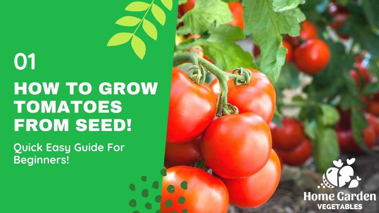 Video thumbnail for How To Grow Tomatoes From Seed