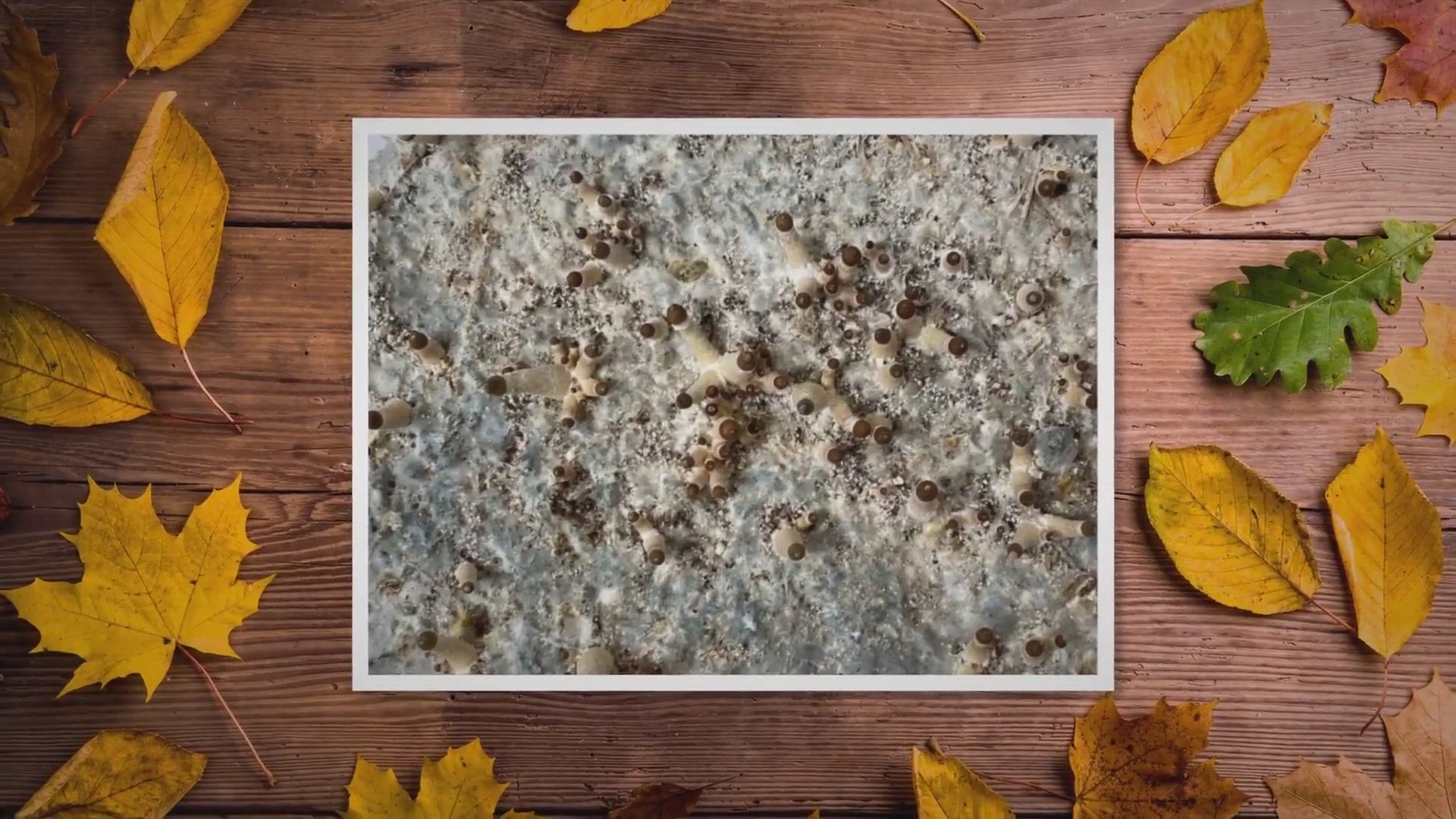 Video thumbnail for Bruised Mycelium And What To Do With It ?