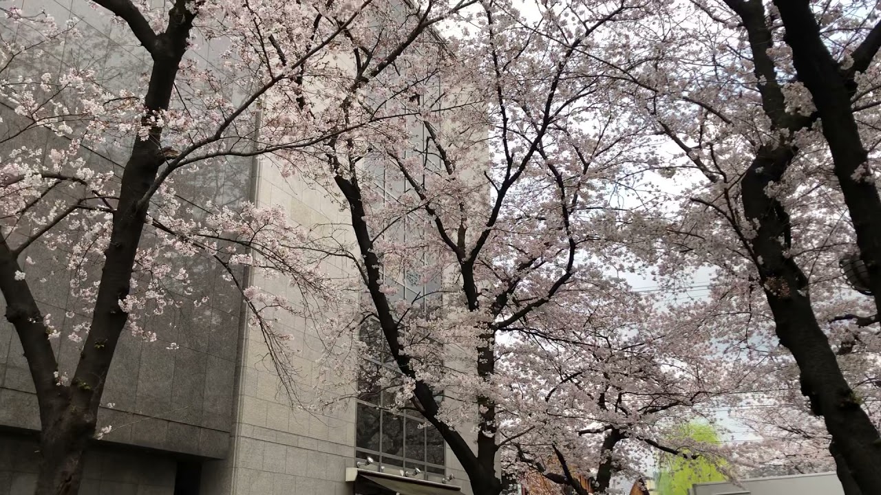 Video thumbnail for 祇園に春の訪れ　2021年3月26日