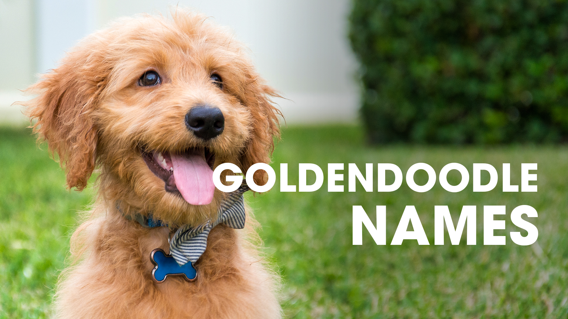 Video thumbnail for 50 CUTE GOLDENDOODLE NAMES