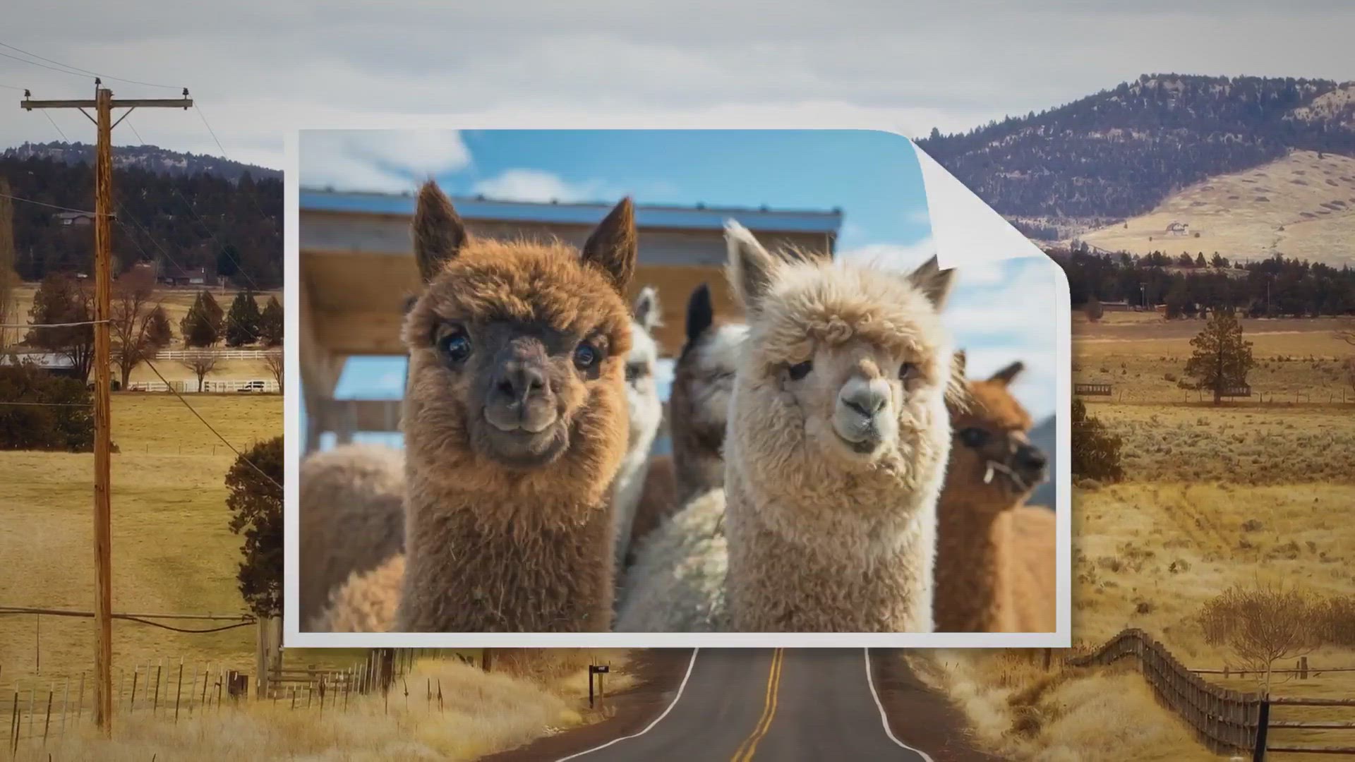 Video thumbnail for What Is Alpaca Wool? (Origin, Characteristics and Uses)