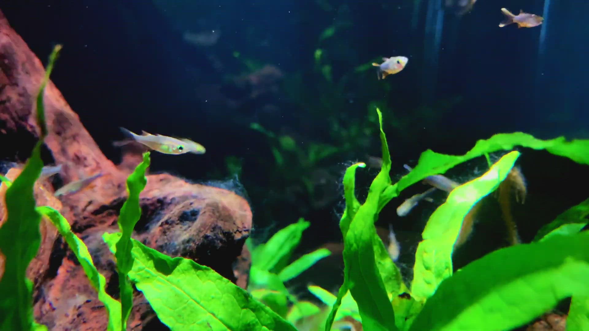 'Video thumbnail for Celebes rainbowfish'