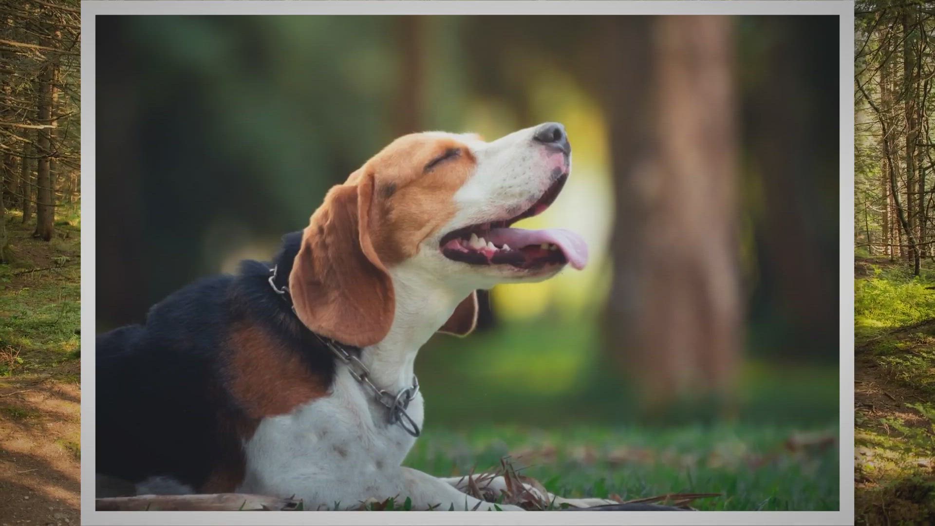 Video thumbnail for Lenguaje corporal: ¿Qué nos quiere decir nuestro beagle? 🐕