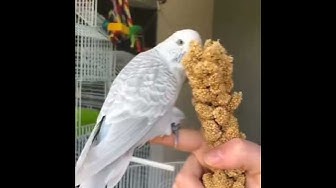 Video thumbnail for budgie parakeet like to eat seed
