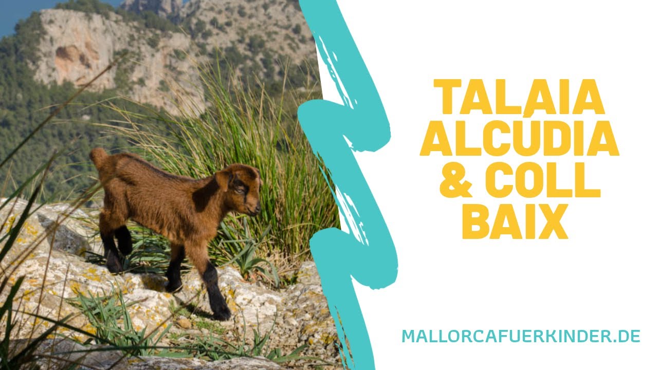 Video thumbnail for Wandern mit Ziegen auf der Talaia d'Alcúdia