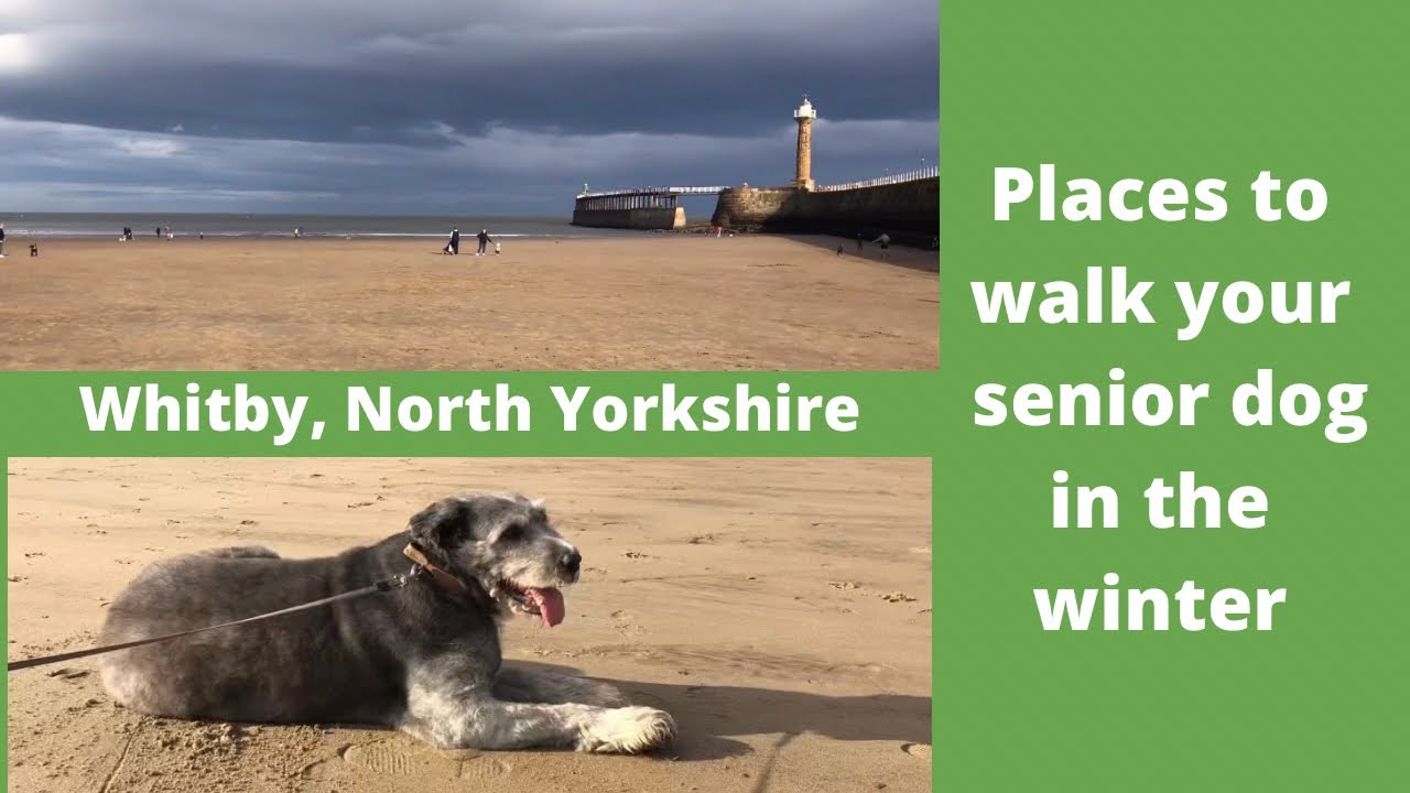 'Video thumbnail for Whitby, North Yorkshire - Walking Trail With Dogs (suitable for senior dogs) - Low Season'