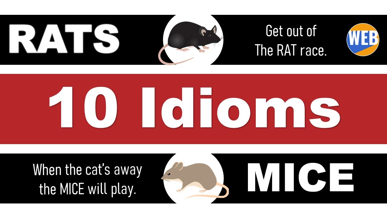 'Video thumbnail for Learn 10 Idioms with πRats and πMice (Are they different?)'
