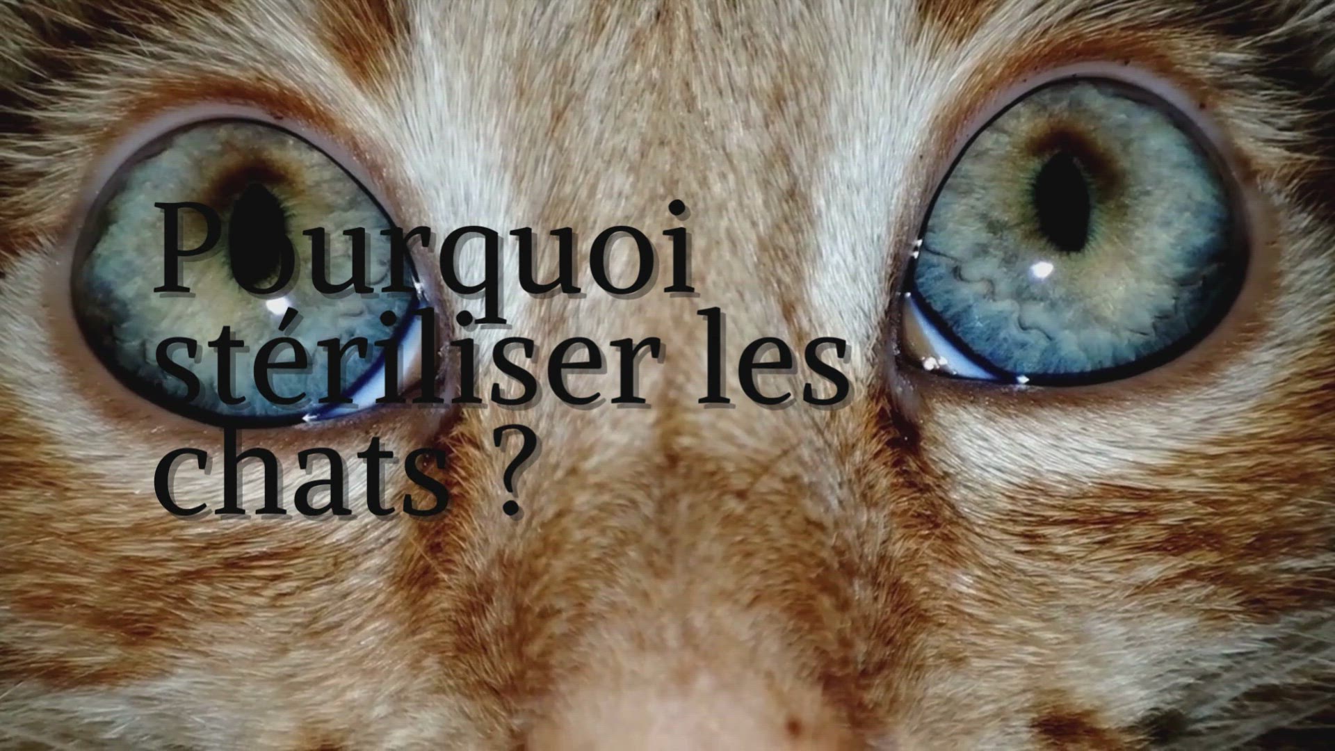 Video thumbnail for Pourquoi stériliser les chats ?