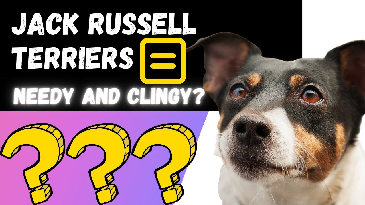 Video thumbnail for Want To Know How Clingy and Needy A Jack Russell Terrier Will Be?