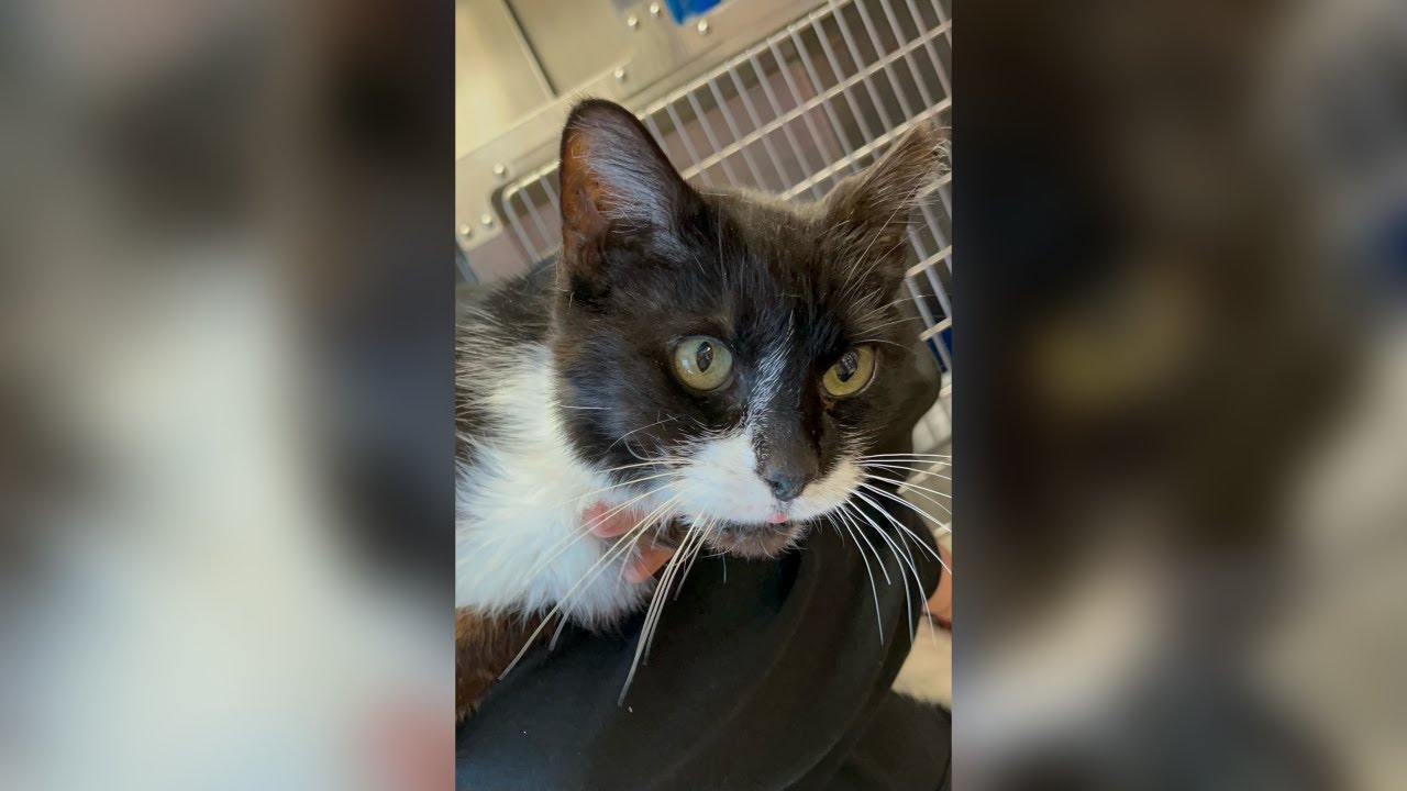 Video thumbnail for Pet of the Week