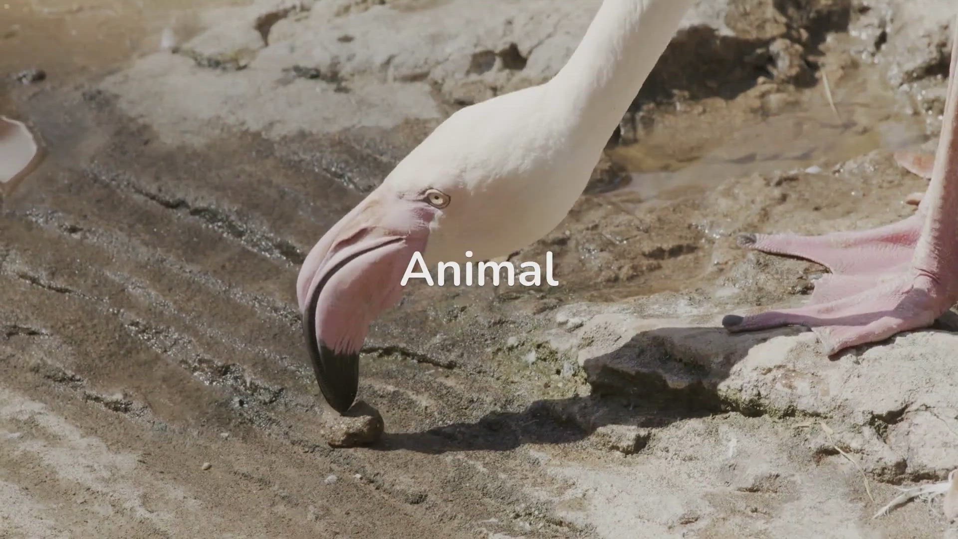 'Video thumbnail for What Are Animal Behaviors?'