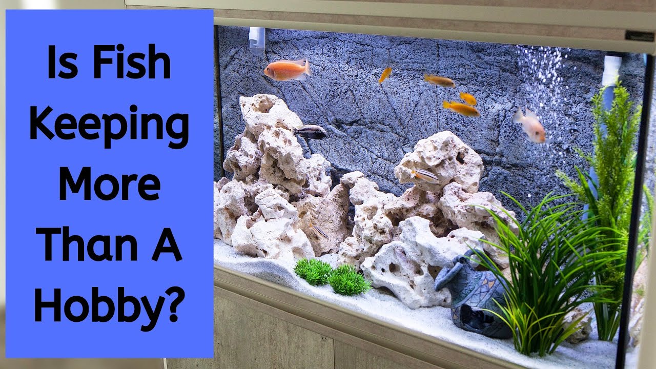 'Video thumbnail for Fish Keeping Is More Than A Hobby | Fish Keeping Is A Way Of Life'