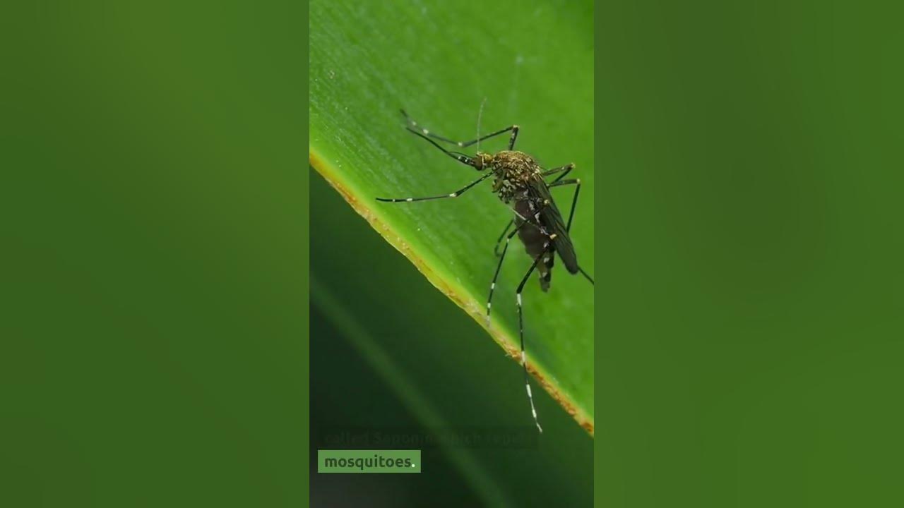 Video thumbnail for Snake Plants Can Repel Mosquitoes! Amazing Facts and Best Plants That Repel Mosquitoes (2023)