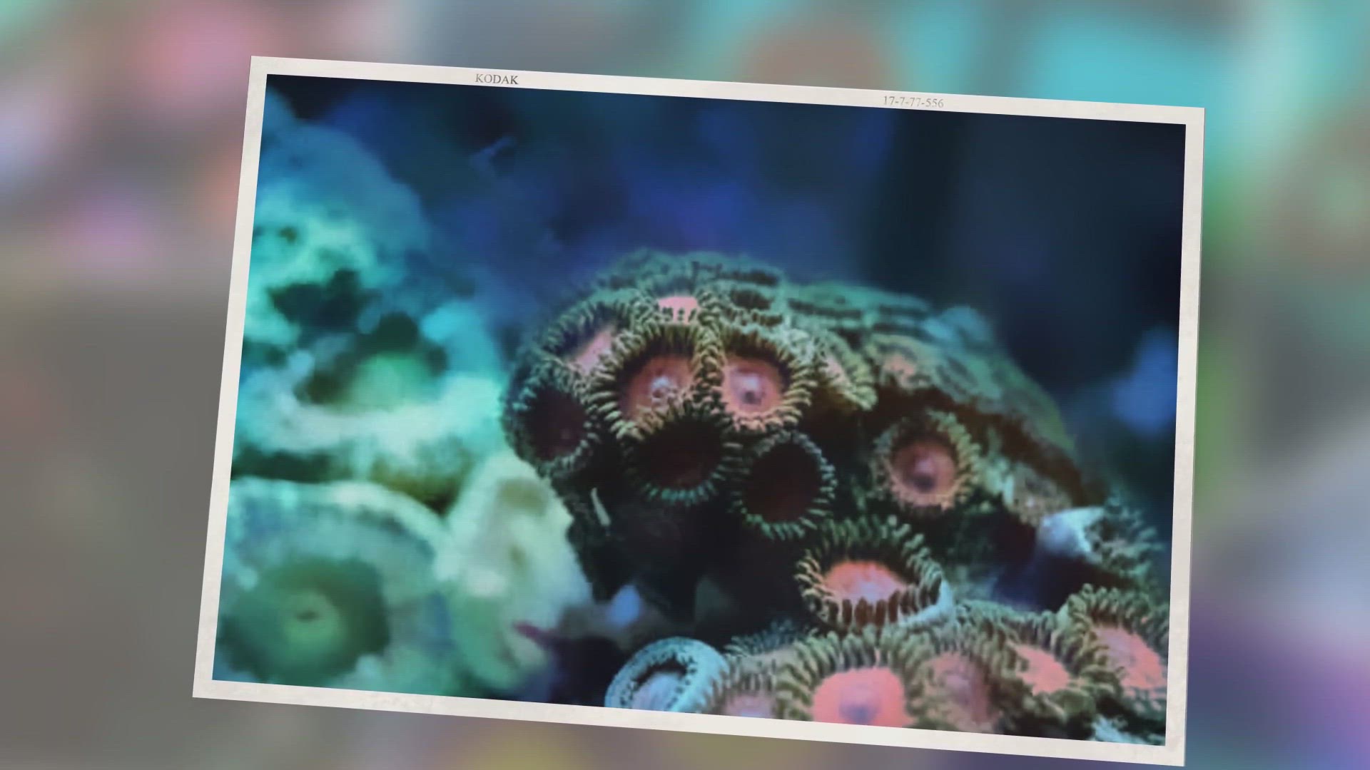 Video thumbnail for Zoanthids Coral Care, Placement, Feeding, and Advice