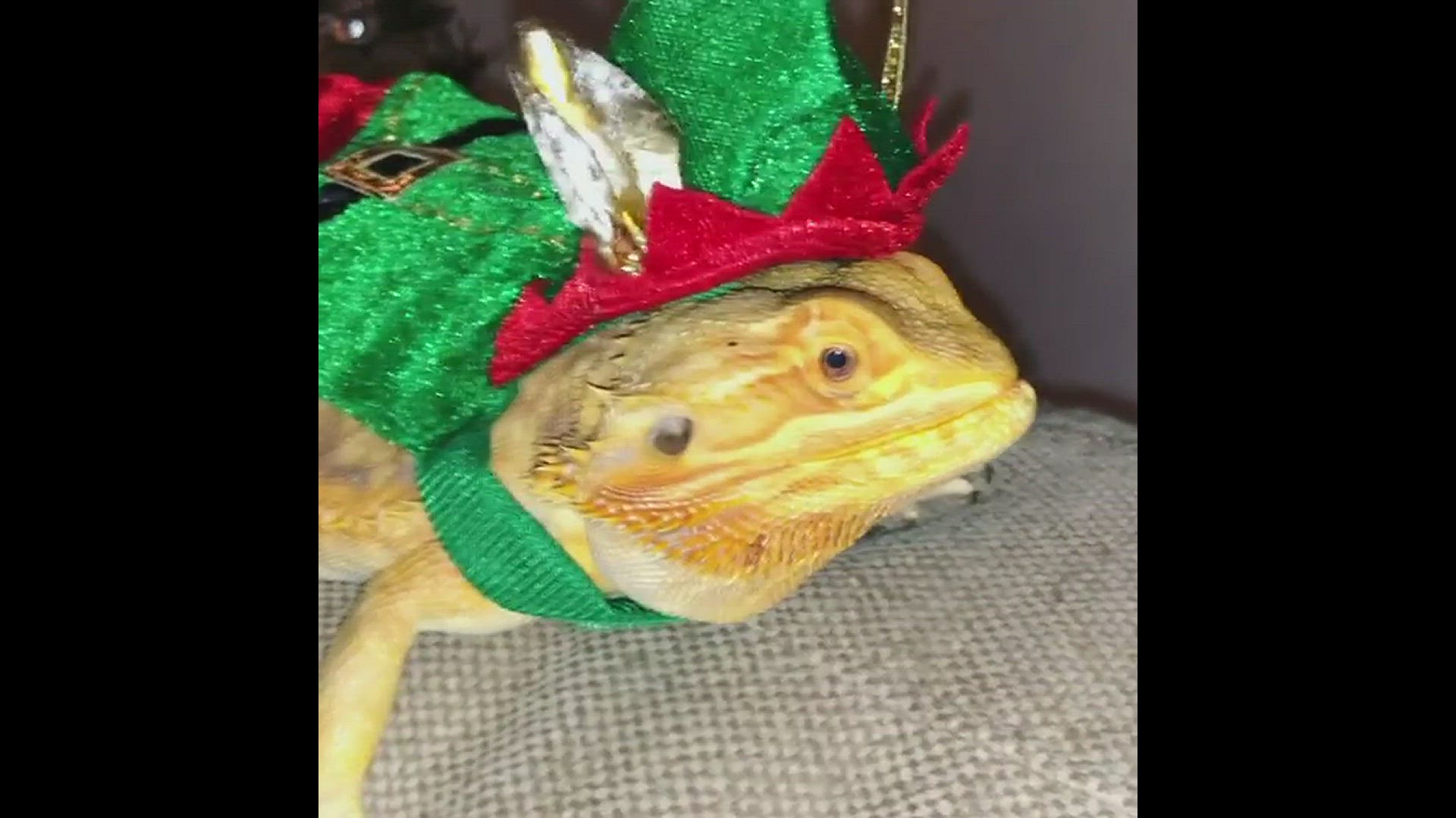 Video thumbnail for carleethepetrealtor_131164170_215333363367203_1273502853051261015_n (1)