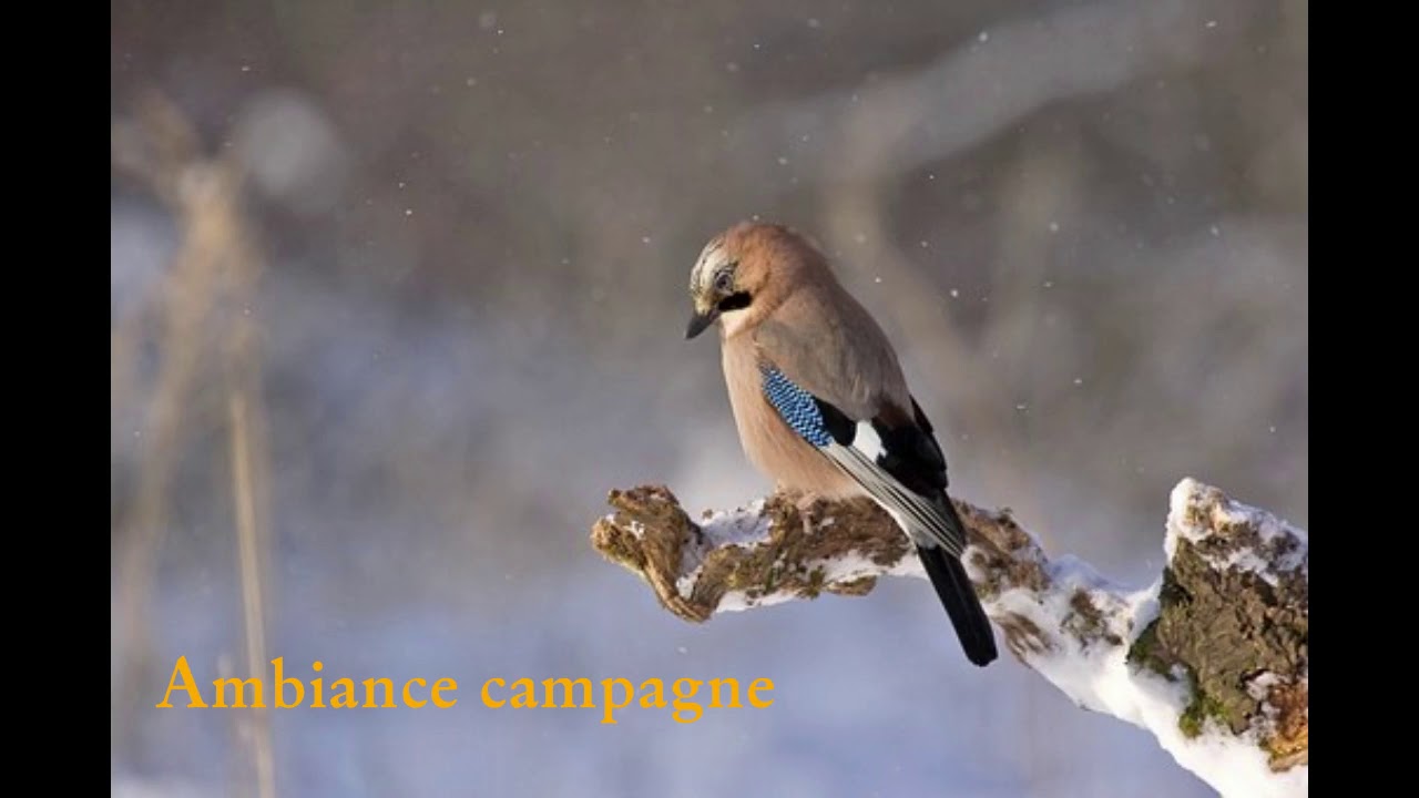 Video thumbnail for Chants d'oiseaux à la campagne | Se détendre avec les OISEAUX