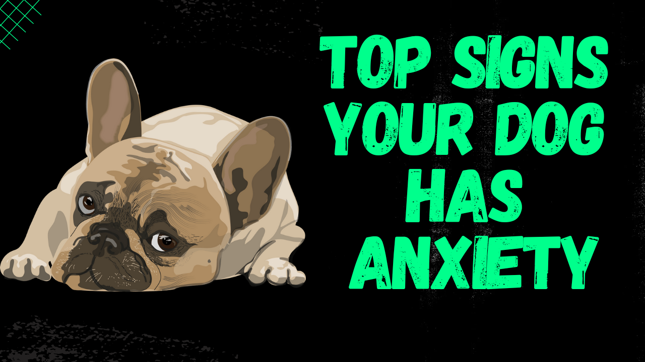 Video thumbnail for Most Common Signs Your Dog Has Anxiety