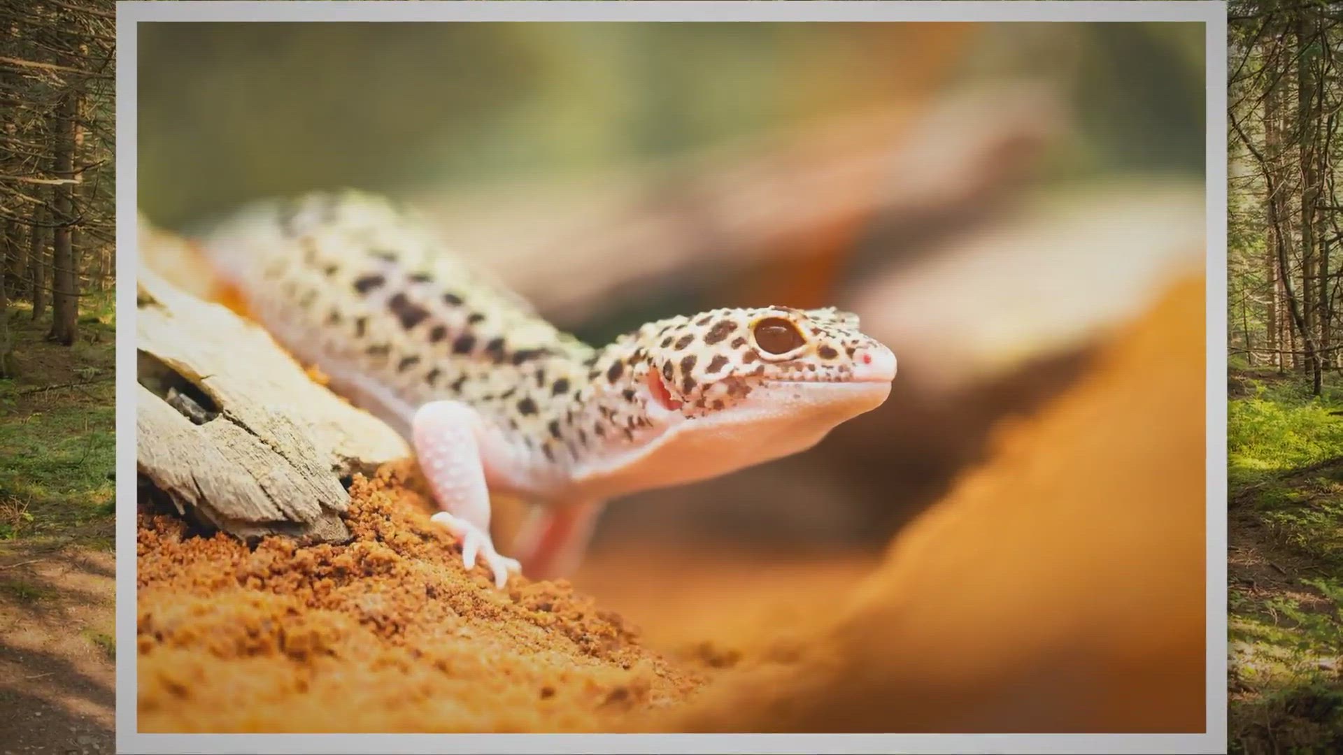 Video thumbnail for Top 9 Best & Worst Substrates for Leopard Geckos