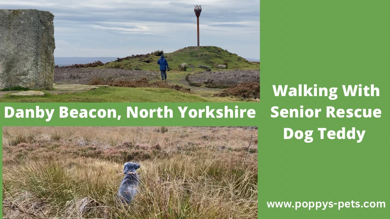 'Video thumbnail for Danby Beacon, near Castleton, North Yorkshire - Walking Trails With a Senior Dog'