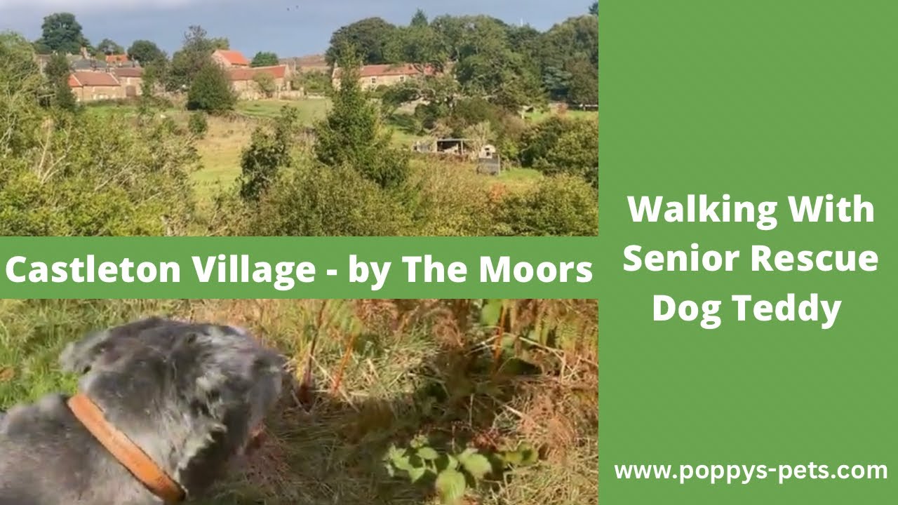 'Video thumbnail for Unbelievable Uphill Adventure: Walking Trails with a Senior Dog Around Castleton Village'