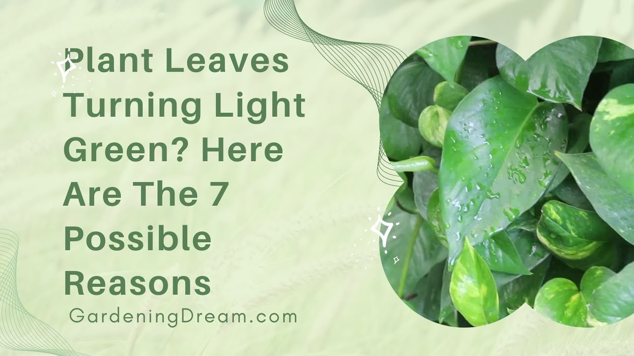 Video thumbnail for Plant Leaves Turning Light Green Here Are The 7 Possible Reasons
