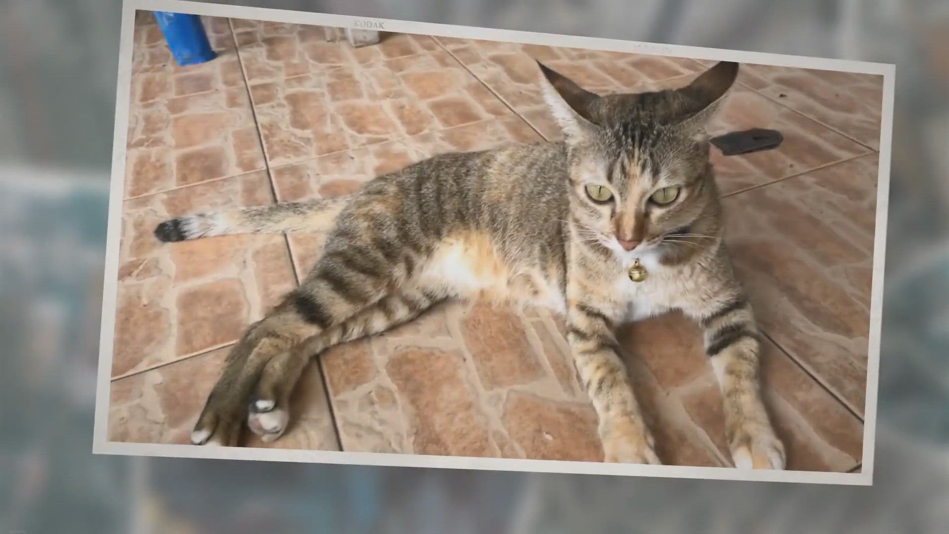 Video thumbnail for Why Do Cats Eyes Dilate? Should You Be Worried?