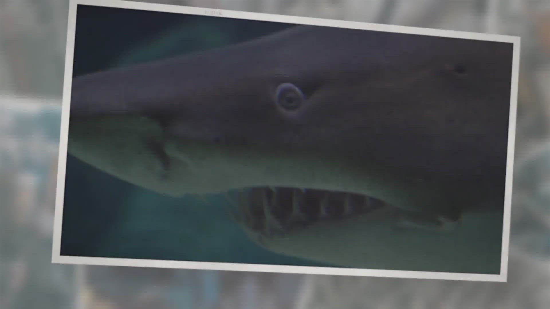 Video thumbnail for 10 of the World’s Scariest Sharks